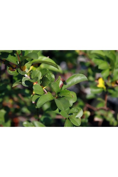 Листя Chaenomeles superba Salmon horizon.